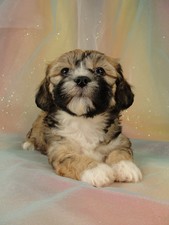 Female Lhasa Bichon Puppy for Sale #23 DOB 5-1-11